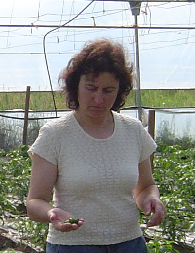 Granxa Peregrina na aldea de Salouz�ns (Lamas) no Concello da Estrada